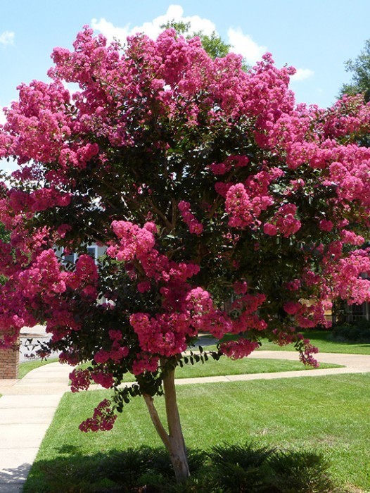 Catawba Crape Myrtle | The Tree Center™