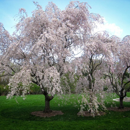 Buy White Weeping Cherry Trees | The Tree Center™