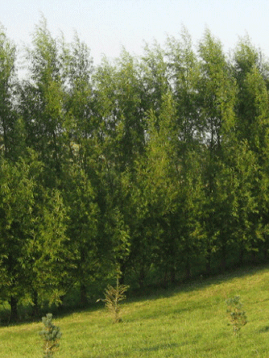 Buy Willow Trees Online | The Tree Center™