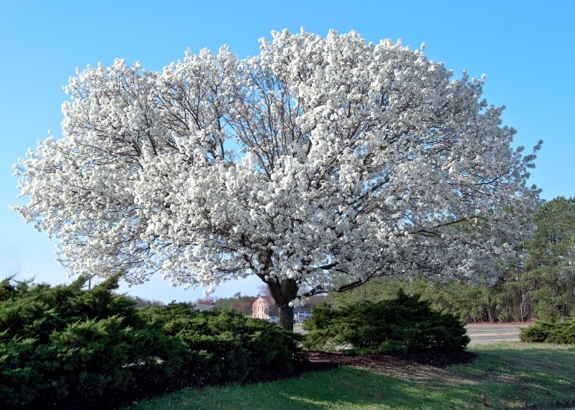 Fully Mature Dogwood Tree