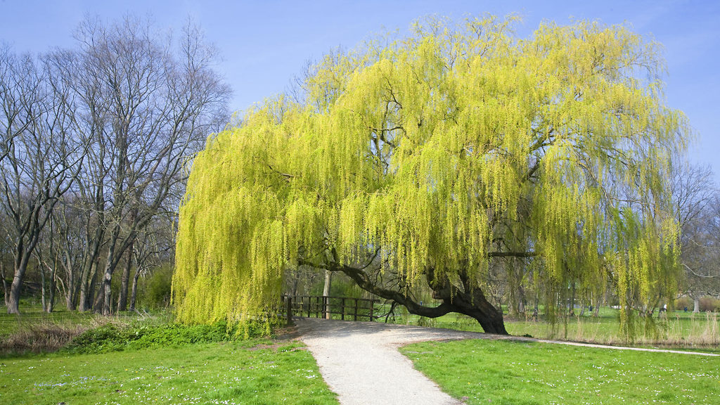 Yellow Willow Tree