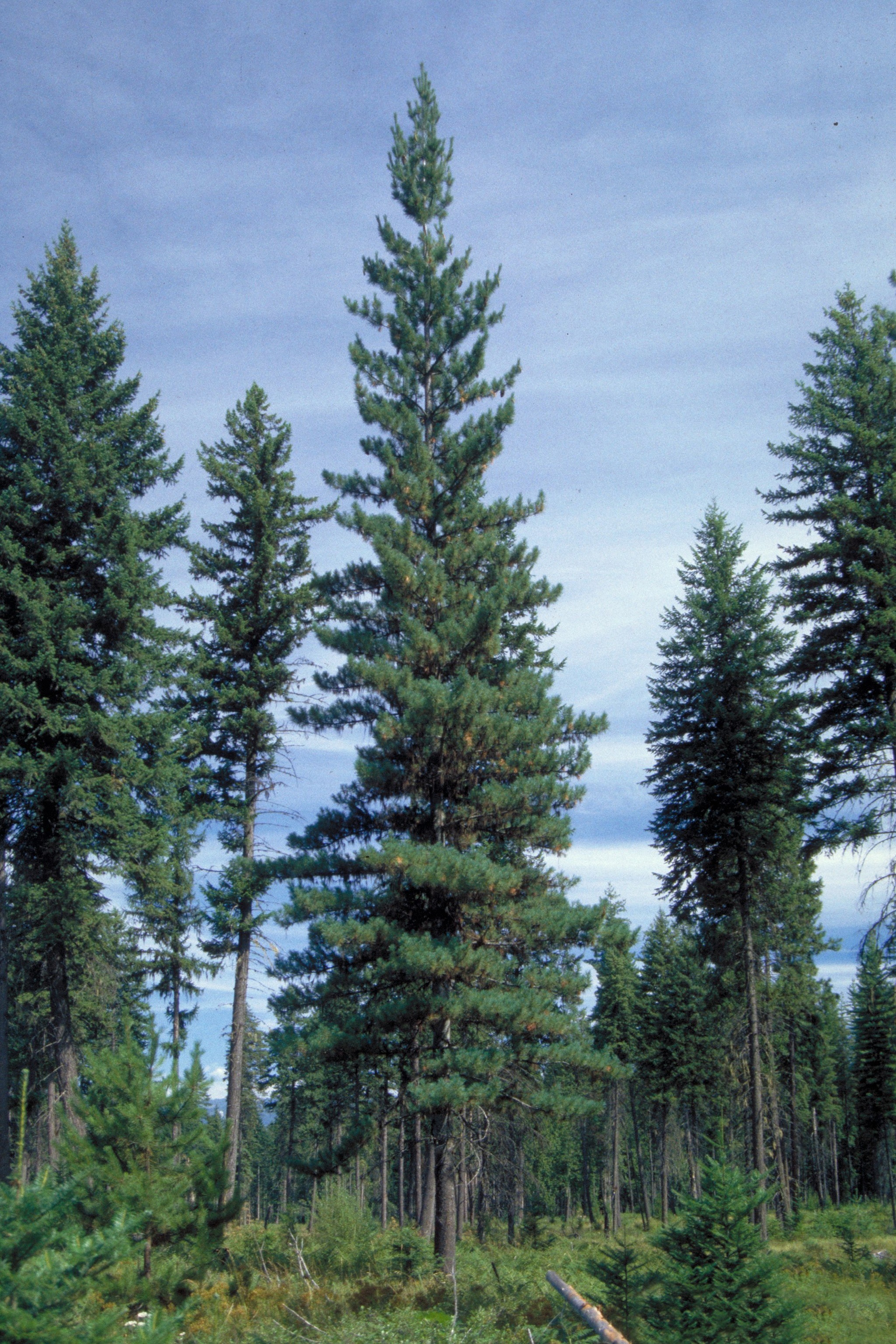 Idaho Trees For Sale | The Tree Centerâ„¢