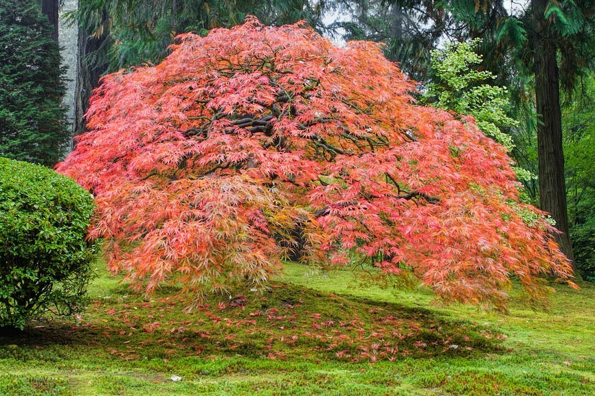 Japanese Maple Trees – Everything You Wanted To Know | The Tree Center™