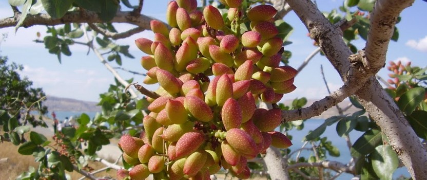 How Do Pistachios Grow The Tree Center™