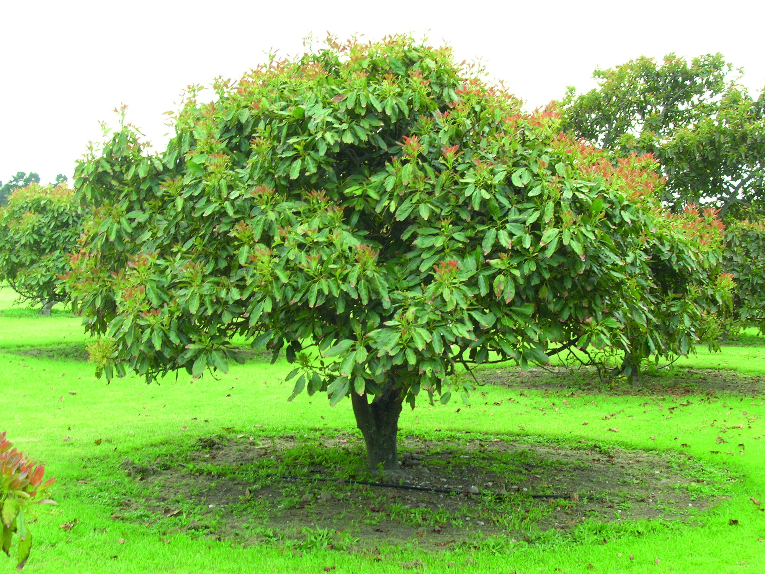 Image Of Avocado Tree - markanthonystudios.net