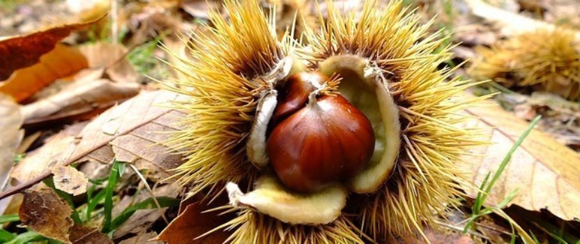 Welcome Back to the American Chestnut | The Tree Center™