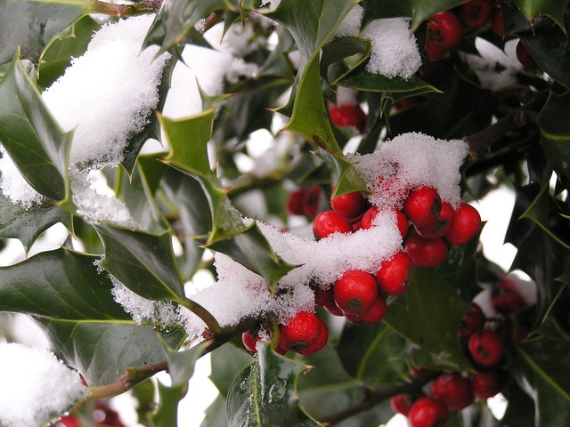 Holly Berries for Every Garden | The Tree Center™