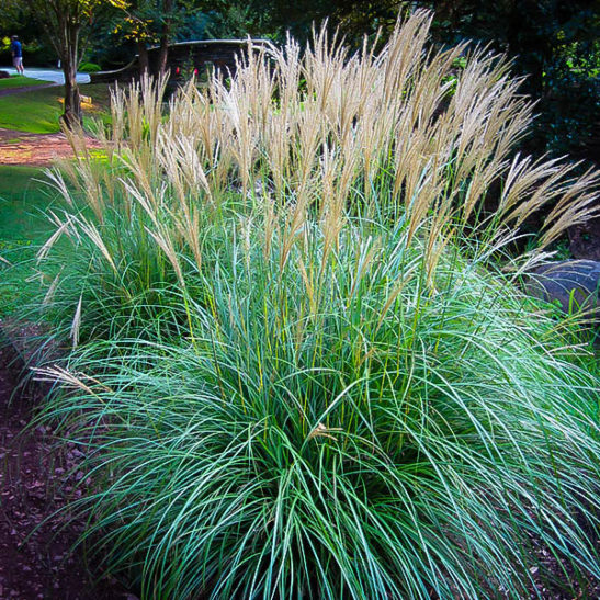 Adagio Maiden Grass For Sale Online | The Tree Center™