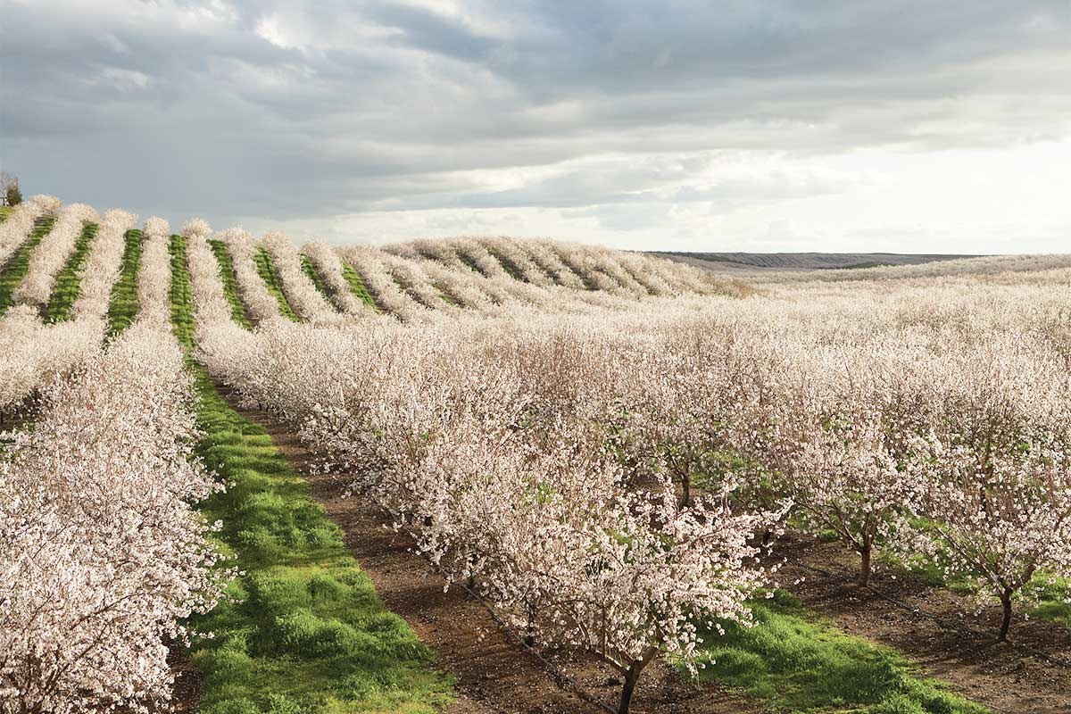 almond-trees-flowering