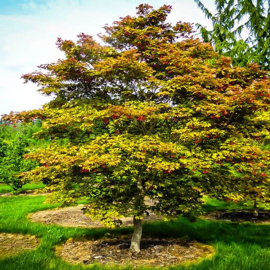 Amber Ghost Japanese Maple Trees For Sale | The Tree Center™