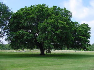 american-elm-tree