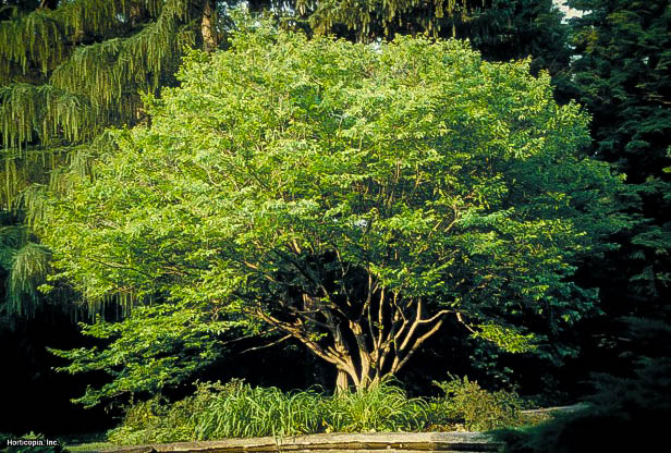 American Hornbeam For Sale The Tree Center™