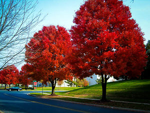 American Red Maple Tree