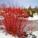 Arctic Fire Red Twig Dogwood Shrubs For Sale | The Tree Center™