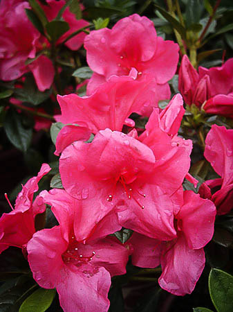 Autumn Carnival™ Encore® Azalea For Sale | The Tree Center™