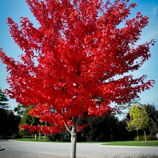 Autumn Flame Red Maple For Sale | The Tree Center™