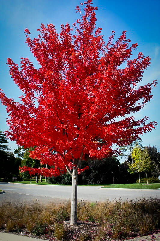 Crimson Red Maple Tree Maple Autumn Trees Ornamental Flame Blaze