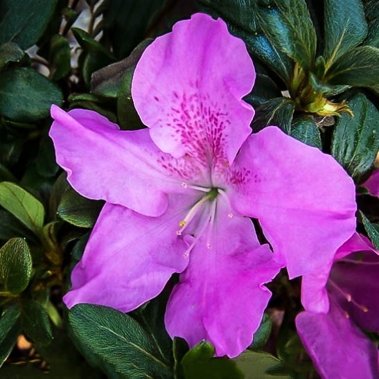 Buy Autumn Lilac™ Encore® Azalea For Sale | The Tree Center™