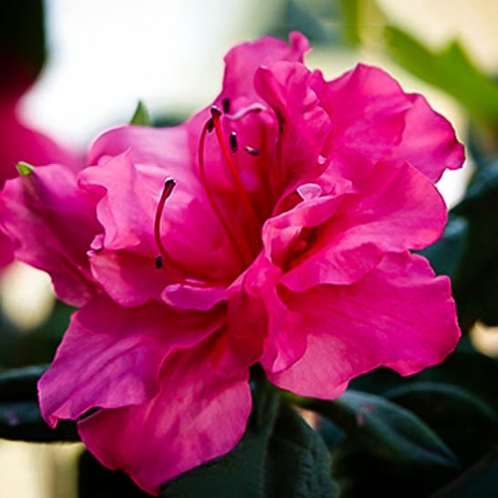 Buy Autumn Rouge™ Encore® Azaleas Online | The Tree Center™