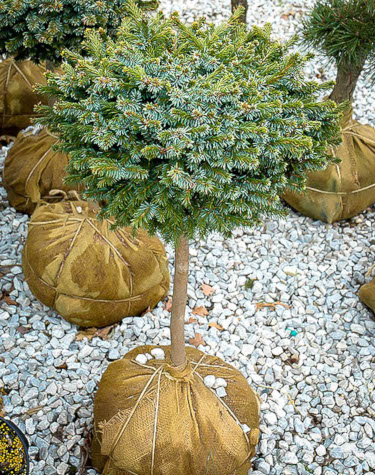 Trees Wrapped In Burlap – Tips On Planting A Balled And Burlapped