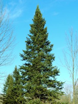 Horstmann's Silberlocke Korean Fir For Sale Online | The Tree Center