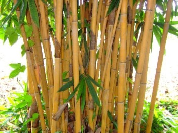 bamboo shoots plant