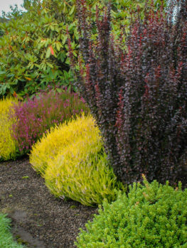 Orange Rocket Barberry Shrubs For Sale | The Tree Center™