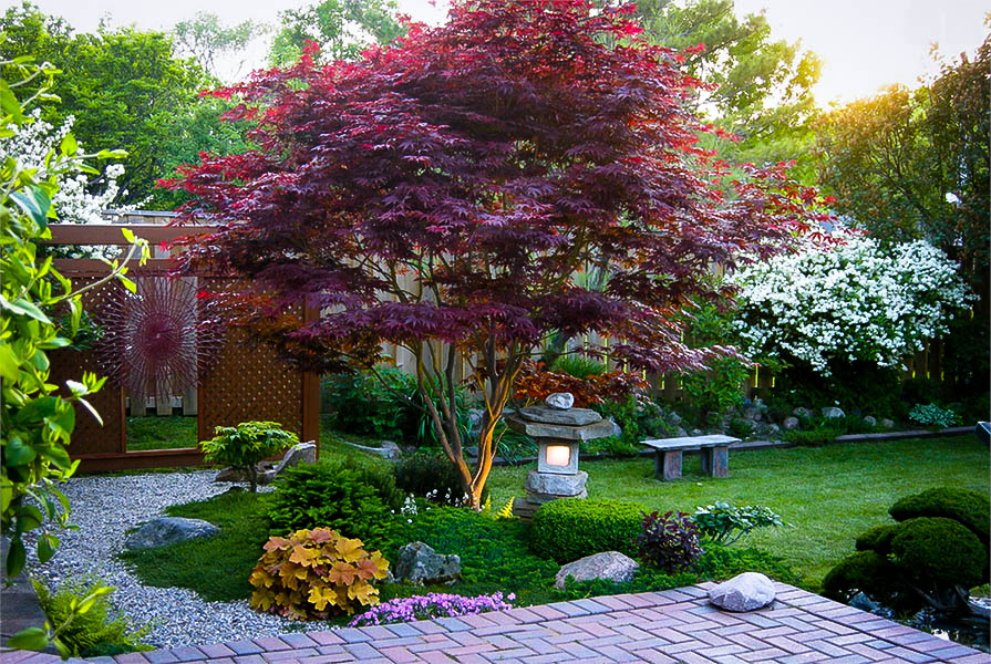 Bloodgood Japanese Maple For Sale Online | The Tree Center