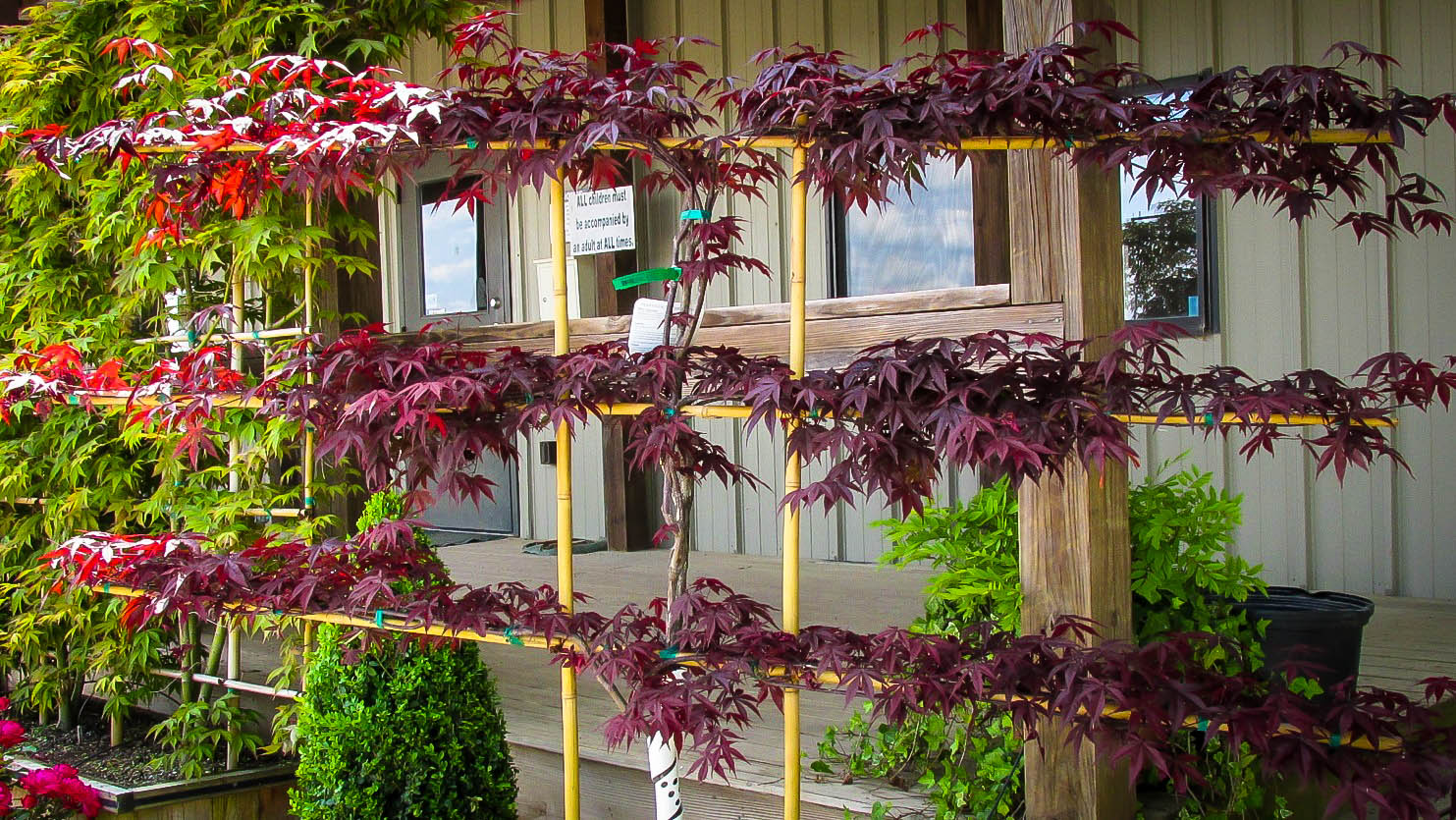 Bloodgood Japanese Maple Espalier