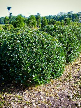 Buy Holly Trees | Holly Trees for Sale | The Tree Center