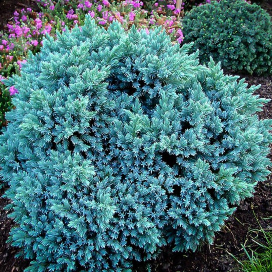 Blue Star Juniper Shrub For Sale Online | The Tree Center