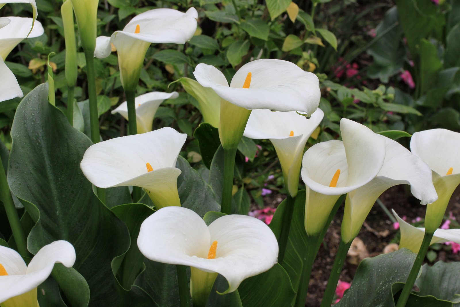 calla-lily-flower-language