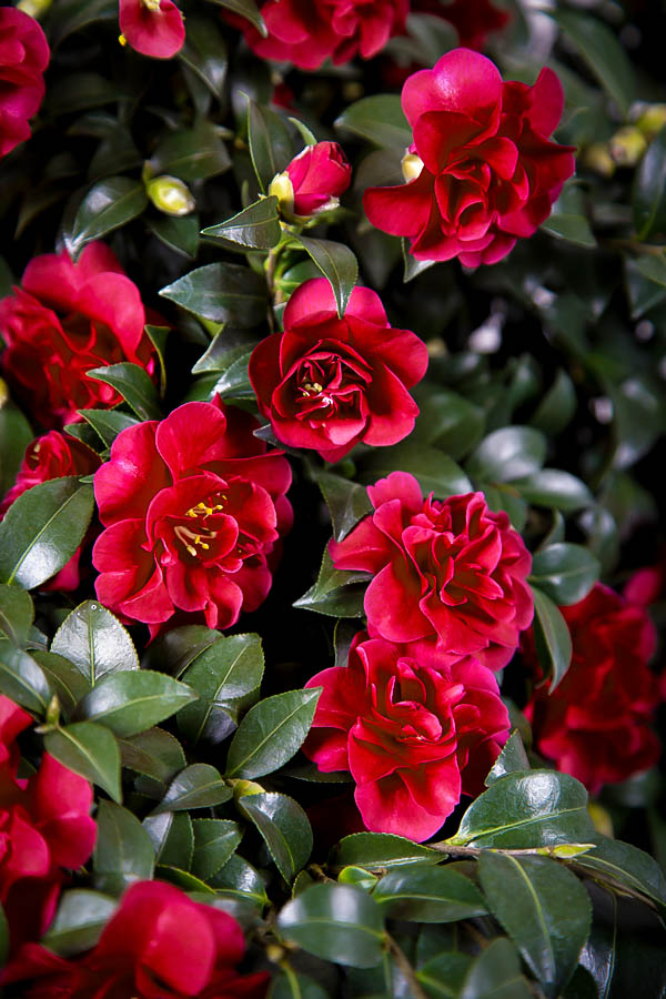 October Magic Ruby Camellias For Sale | The Tree Center™