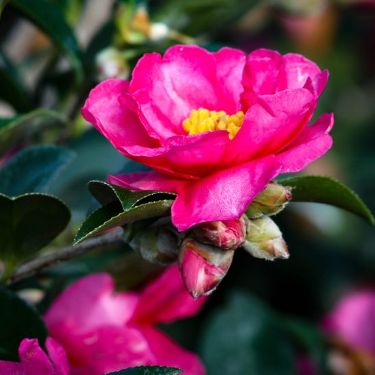 October Magic White Shi-Shi Camellias For Sale | The Tree Center™