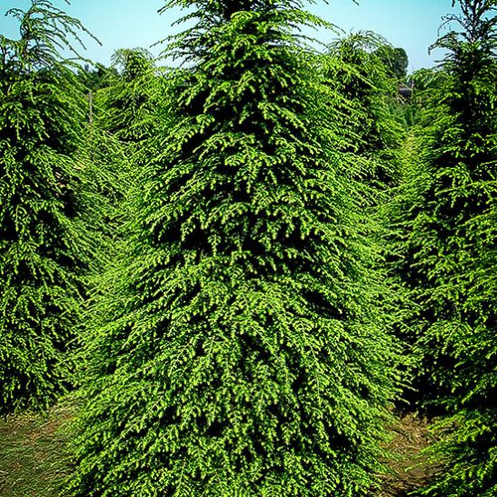 Canadian Hemlock For Sale Online | The Tree Center