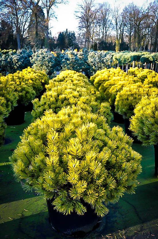 Carsten's Wintergold Mugo Pine For Sale | The Tree Center™