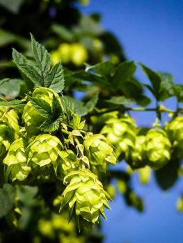 Centennial Hops Plant For Sale Online | The Tree Center