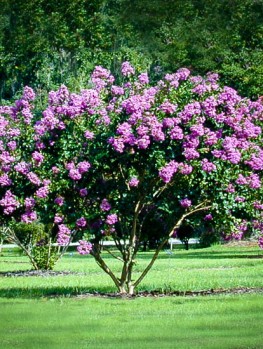 Buy Crepe Myrtle Trees | Crape Myrtle Trees For Sale | The Tree Center