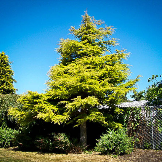 Golden Atlas Cedar Trees For Sale Online | The Tree Center™