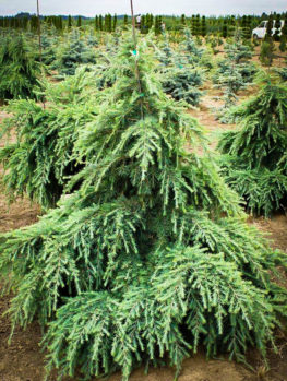 Weeping Alaskan Cedar For Sale Online | The Tree Center