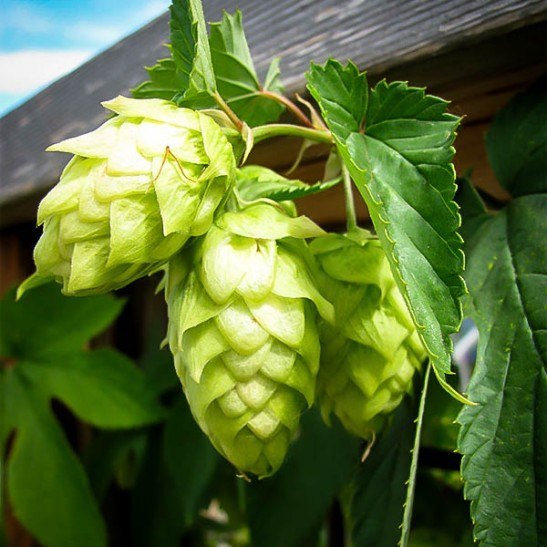 Centennial Hops Plant For Sale Online | The Tree Center