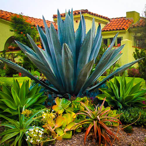 Blue American Agave Plants For Sale | The Tree Center™