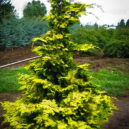 Confucius Hinoki Cypress Trees For Sale | The Tree Center™