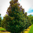 Claudia Wannamaker Southern Magnolia For Sale | The Tree Center™