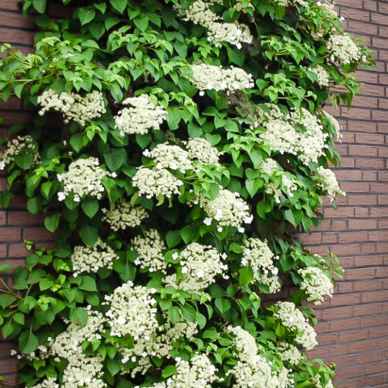 Climbing Hydrangeas For Sale Online | The Tree Center™