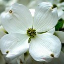 Cloud 9 Dogwood Tree For Sale Online | The Tree Center™