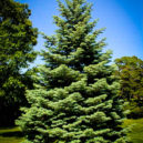 Colorado White Fir | Abies Concolor | The Tree Center