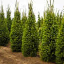 Columnar Norway Spruce Trees For Sale | The Tree Center™