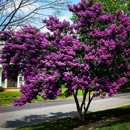 Purely Purple™ Black Diamond® Crape Myrtles For Sale | The Tree Center™