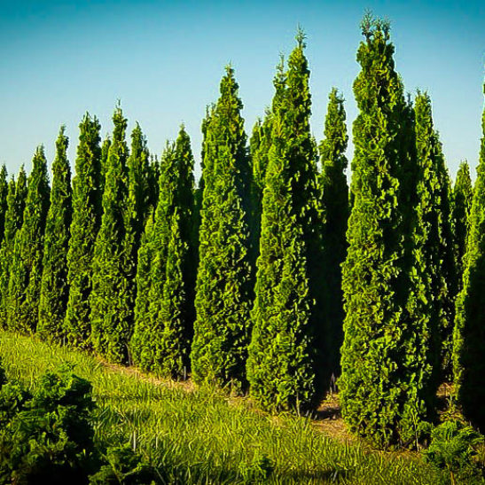 DeGroots Spire Arborvitae | The Tree Center™